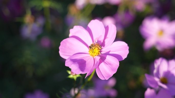 鲜花 花海