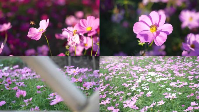 鲜花 花海