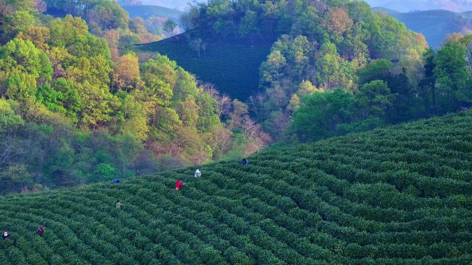 春季茶山采茶绿色生态航拍