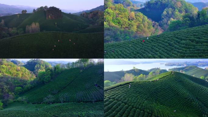 春季茶山采茶绿色生态航拍