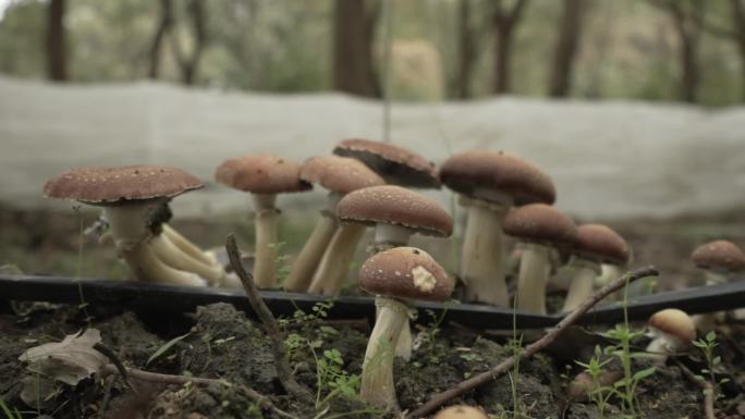蘑菇种植基地