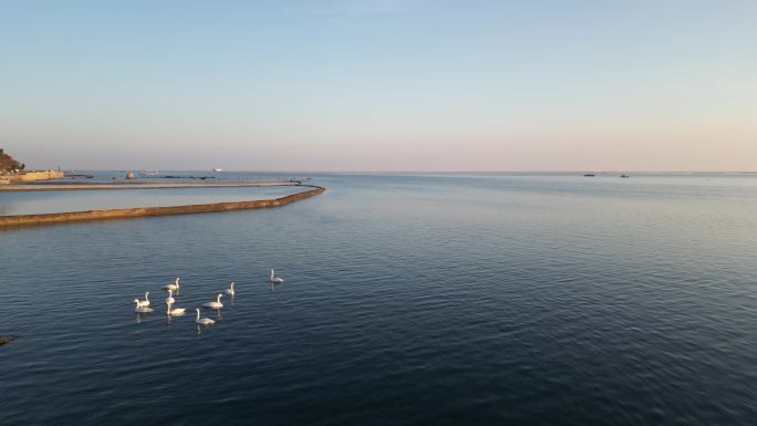 冬季 海滩 天鹅 生态