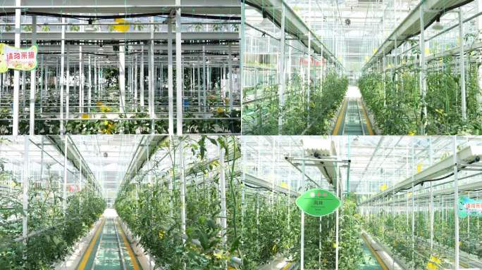 绿色农产品 温室蔬菜大棚 兰陵国家农业园