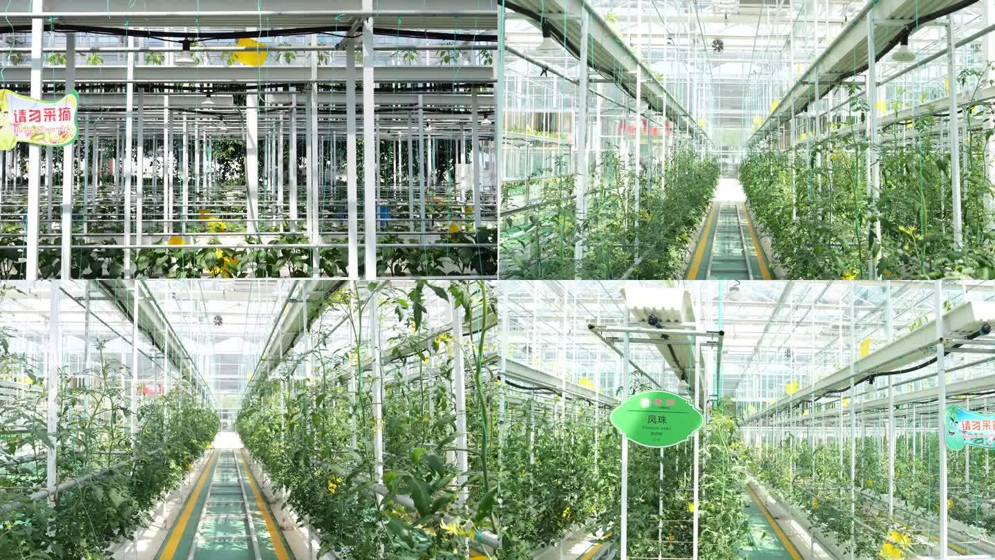 绿色农产品 温室蔬菜大棚 兰陵国家农业园