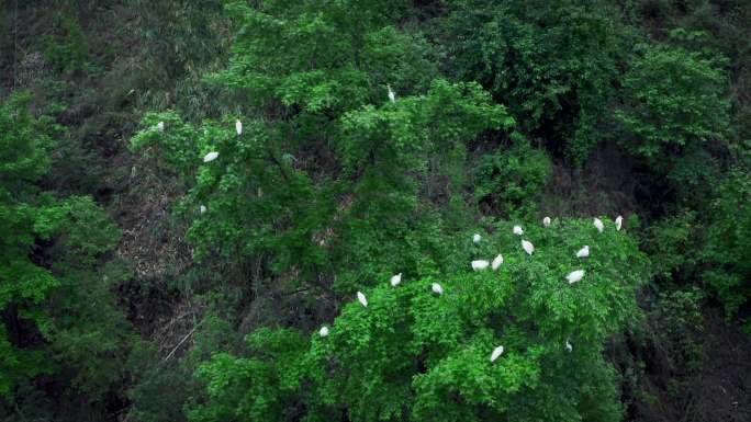 好的生态环境引来白鹭群群飞4K航拍视频