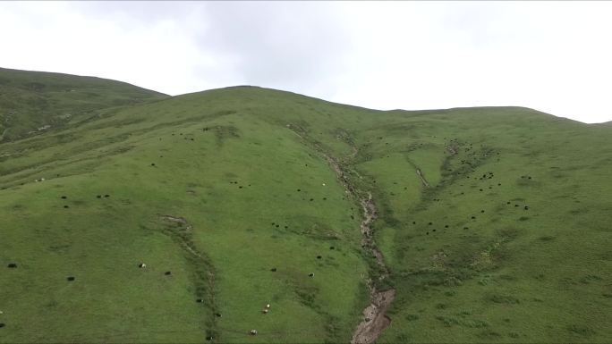 草原牛群羊群 牛羊满山坡 草原彩虹