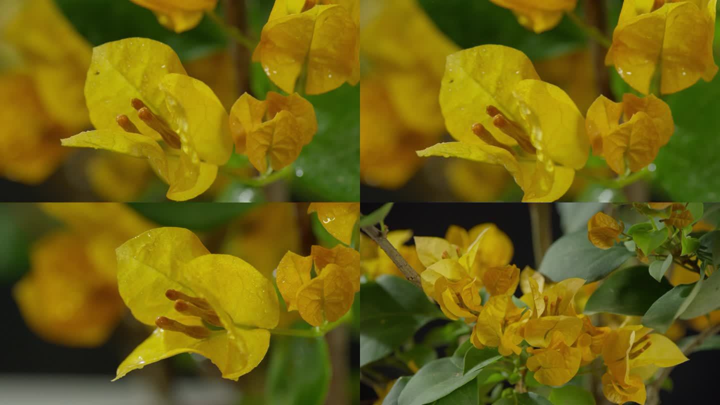 黄色杜鹃花-4K
