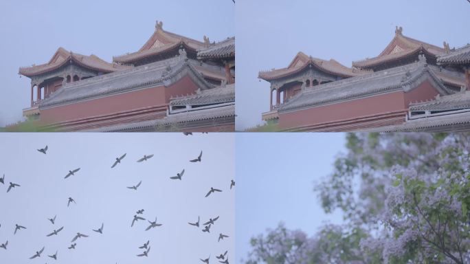 雍和宫街景群鸟鸽子花树