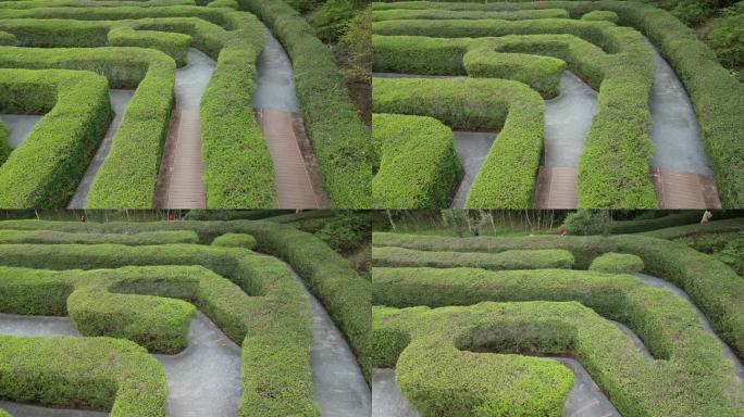 东莞大屏障森林公园的植物迷宫