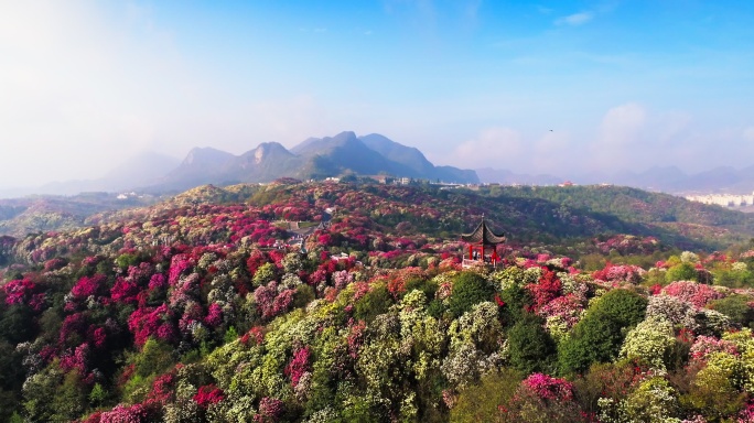 贵州毕节百里杜鹃景区航拍