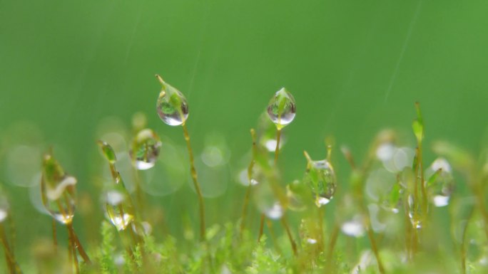 青苔 苔藓 雨水 雨滴 露珠 下雨