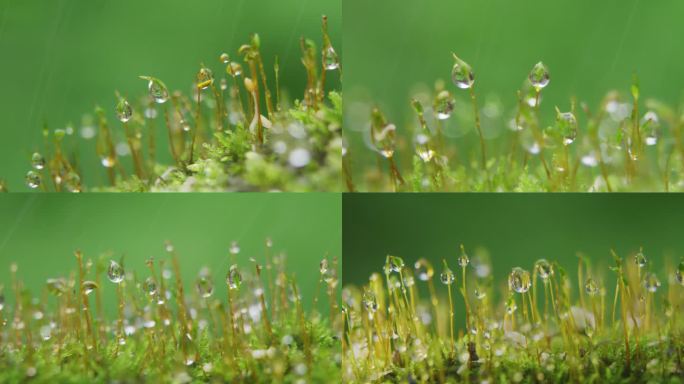 青苔 苔藓 雨水 雨滴 露珠 下雨