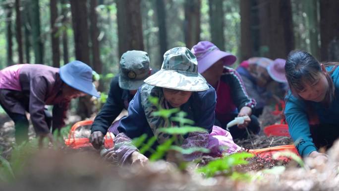 红托竹笋 贵州纳雍林场红托竹笋采摘