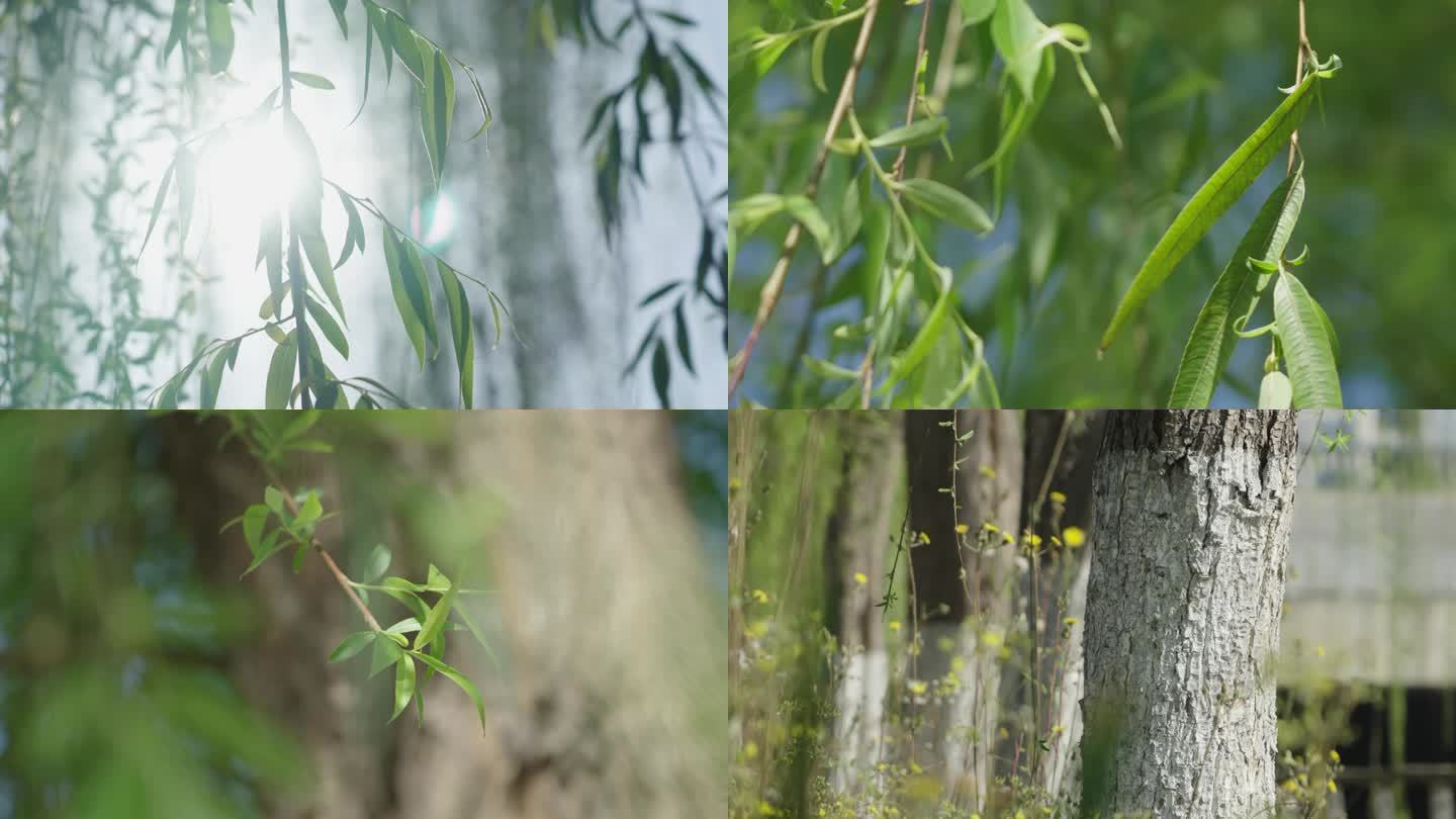 春天阳光河边柳树视频素材