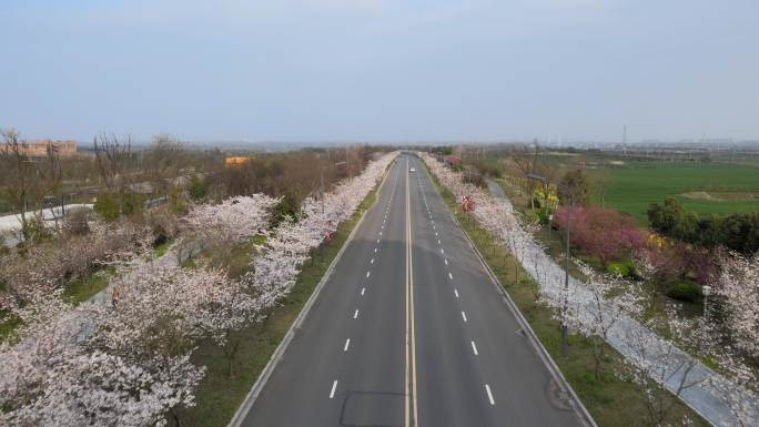 4K高清航拍樱花大道