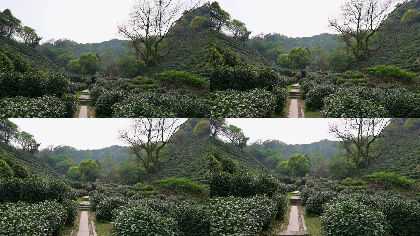 杭州西湖老龙井御茶园