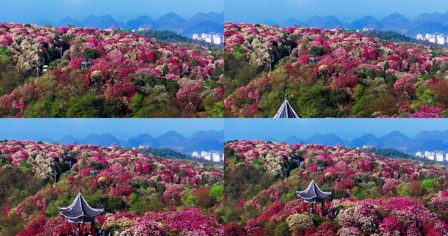 贵州毕节百里杜鹃景区航拍