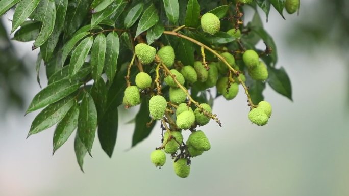 雨水落在青涩的荔枝树上