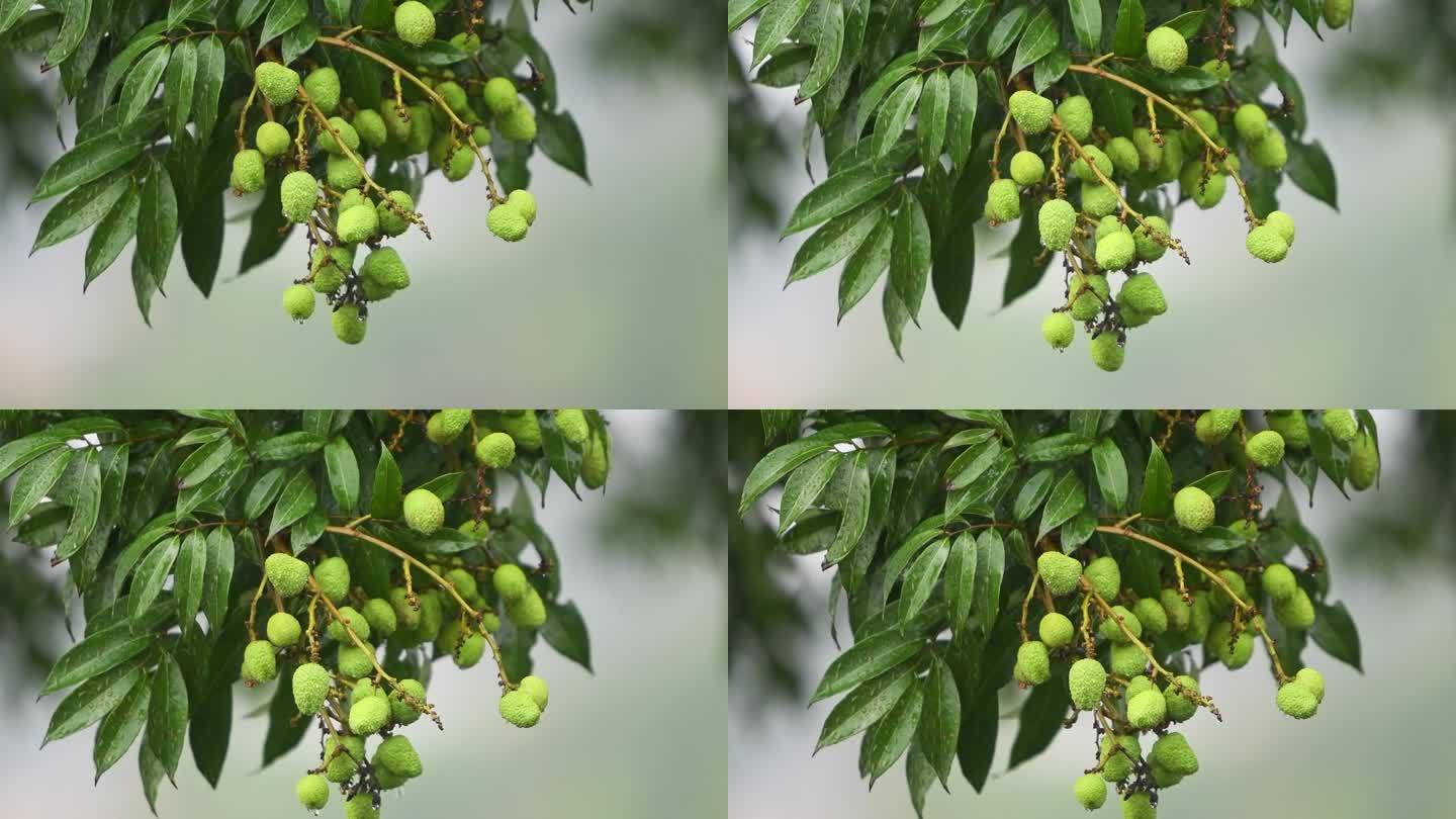 雨水落在青涩的荔枝树上