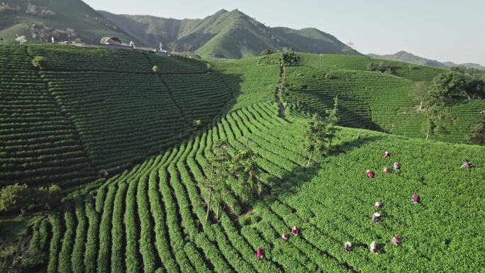 【简介有合集】安吉茶山日出采茶