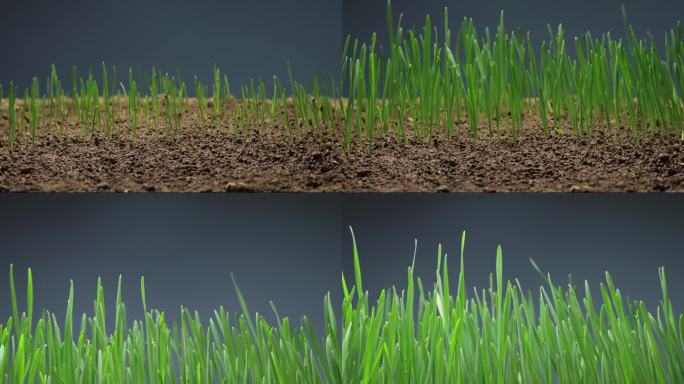 小麦生长延时 种子发芽 春天 万物复苏