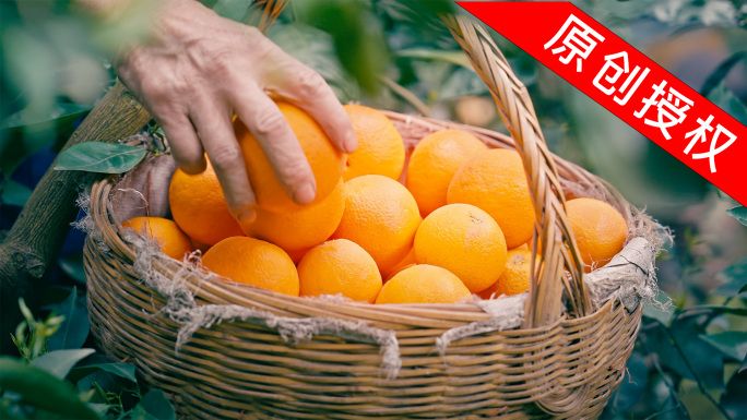 新鲜橙子采摘大丰收