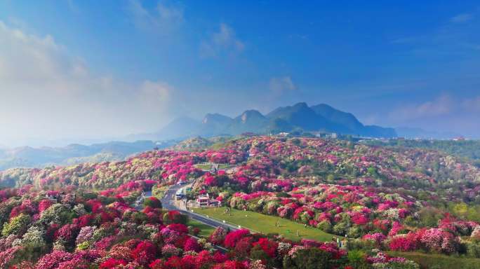 贵州毕节百里杜鹃景区航拍