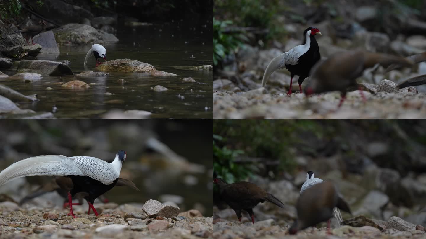 白鹇3 生态自然拍摄 鸟类 生态环境