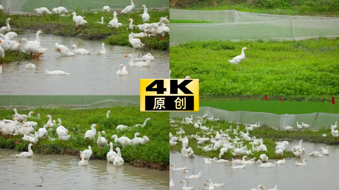 鹅家禽养殖场散养大白鹅