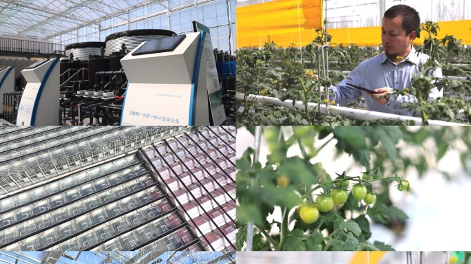 智慧农业科技自动化大棚蔬菜种植西红柿黄瓜