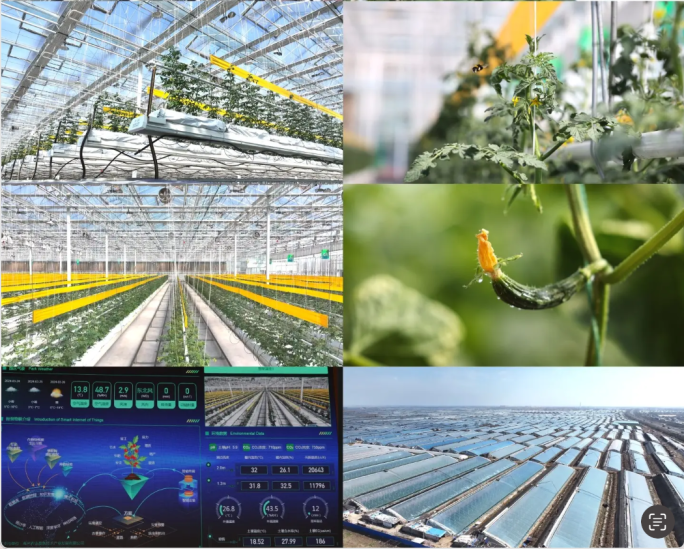 智慧农业科技自动化大棚蔬菜种植西红柿黄瓜