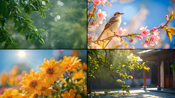 谷雨立夏春天春雨生长花开