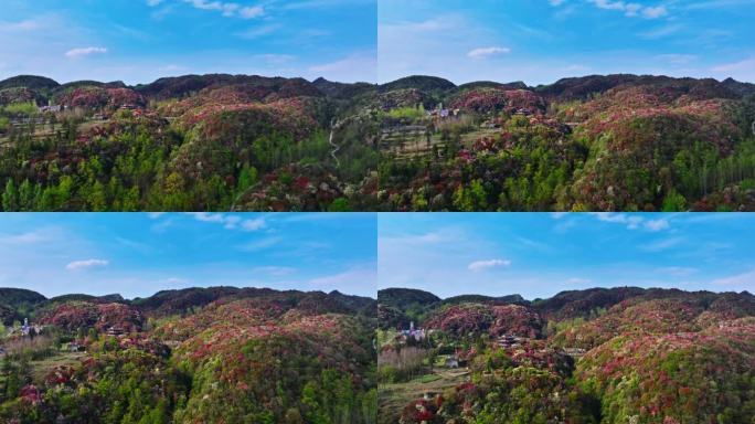 贵州毕节百里杜鹃景区航拍