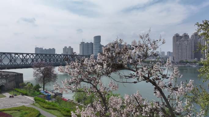 襄阳春天紫色泡桐花绽放开花城市自然风光