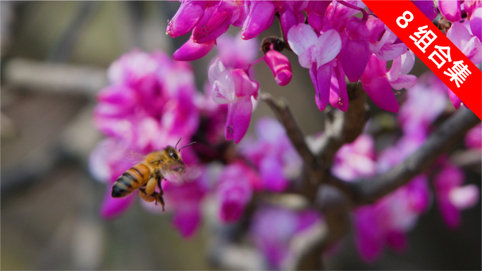 紫荆花盛开，蜜蜂飞舞采蜜升格特写
