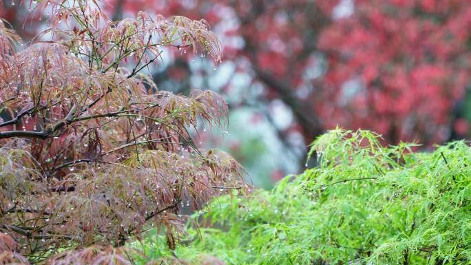 园林春雨  春分谷雨  唯美空镜