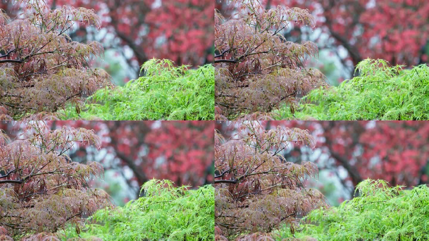 园林春雨  春分谷雨  唯美空镜