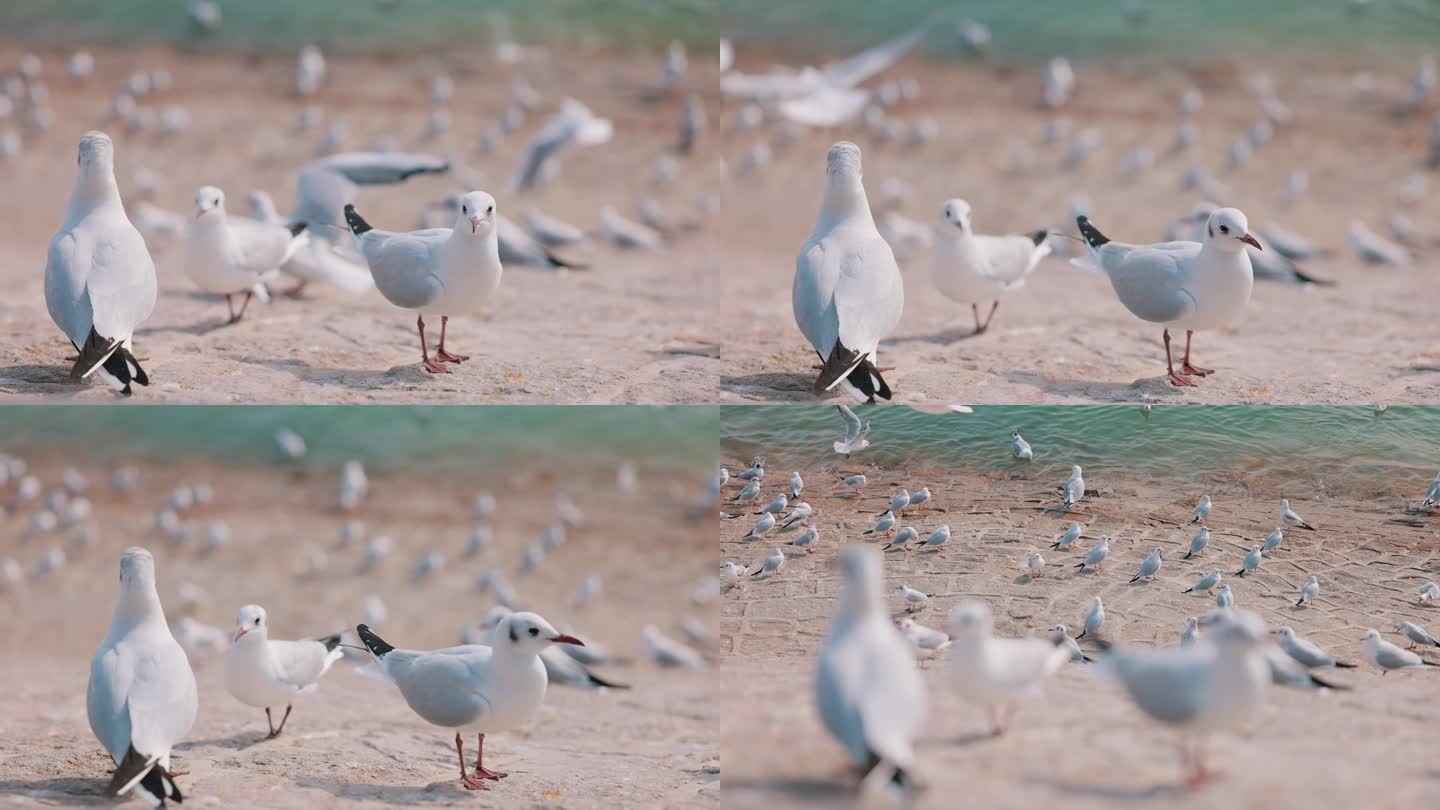 【4K】特写海鸥+焦点转移