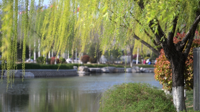 春天公园 湖柳树海棠花桃花蜜蜂实拍