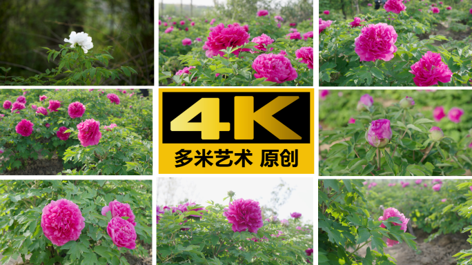 牡丹花运动4K