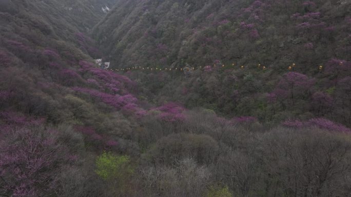 2024西安秦岭太平国家森林公园紫荆花开