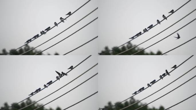 雨天一群燕子站在电线