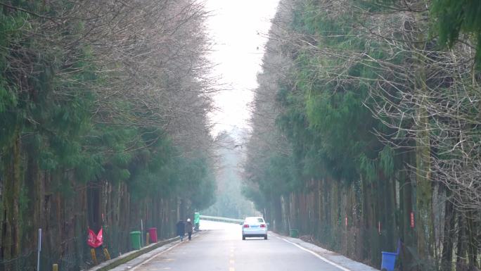 重庆森林里前进的公路1
