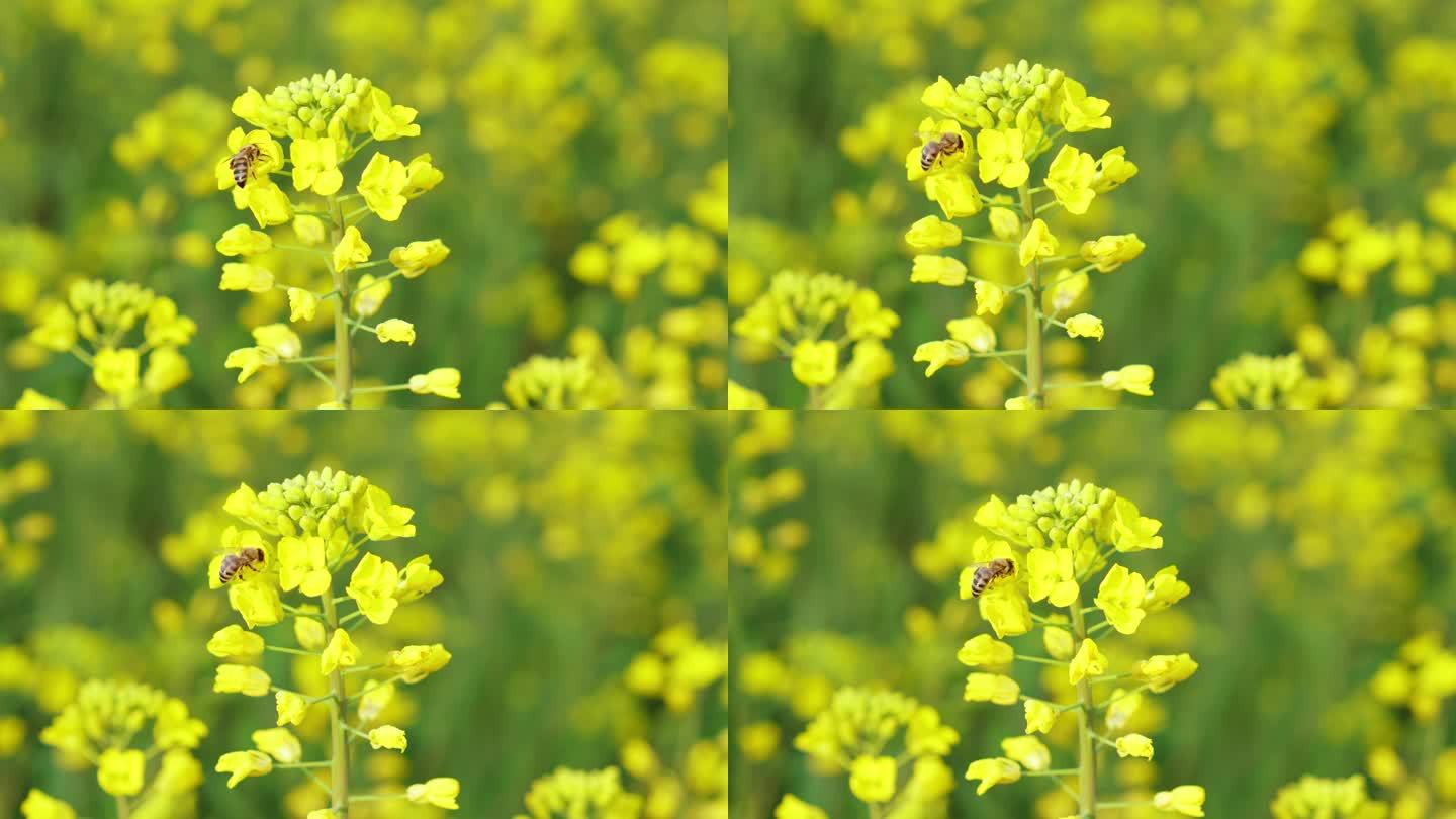 油菜花