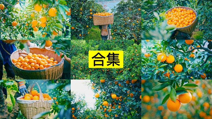 乡村振兴新鲜橙子采摘大丰收4K