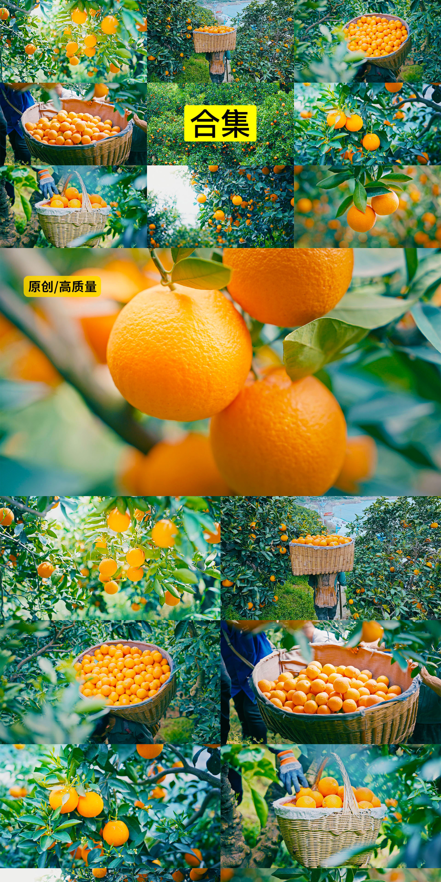 乡村振兴新鲜橙子采摘大丰收4K