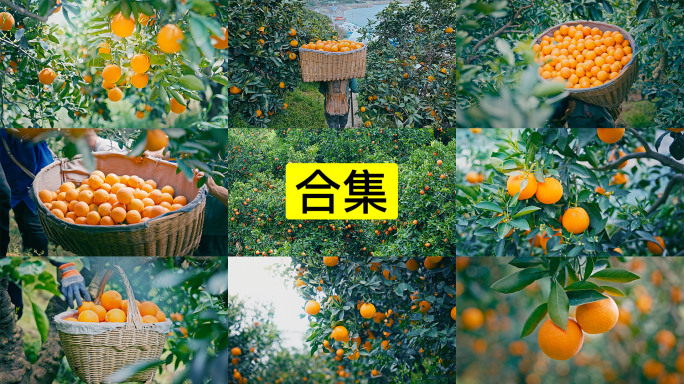 三农乡村振兴新鲜橙子采摘大丰收4K