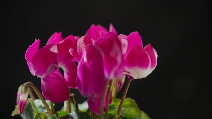 粉色四季海棠花盛开-4k