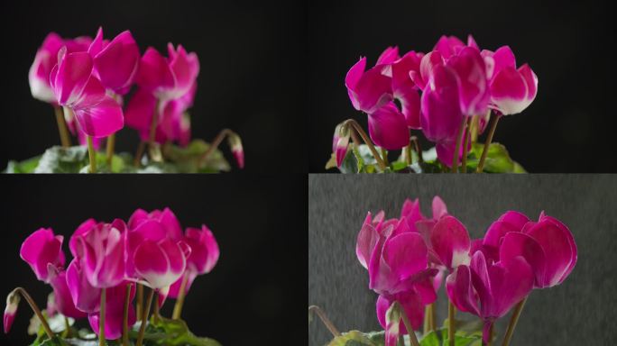 粉色四季海棠花盛开-4k