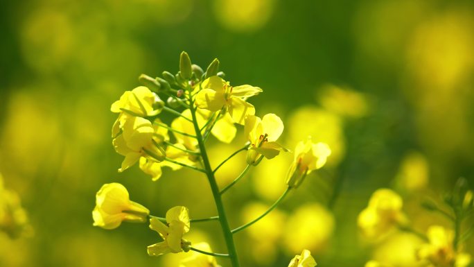 油菜花 春天 花 春天油菜花 摆动 春风